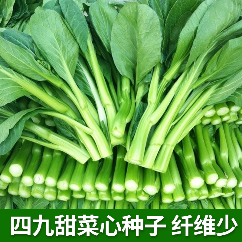 四九甜菜心种子抗热耐湿青菜种籽春秋广东农家庭院田园蔬菜种子孑