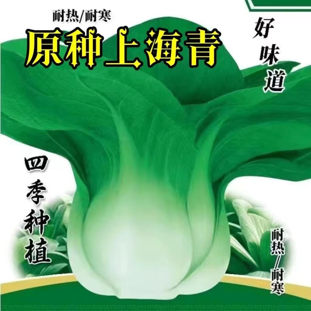 上海青种子蔬菜种籽青菜小白菜四季种孑易种盆栽春夏小青菜菜种子