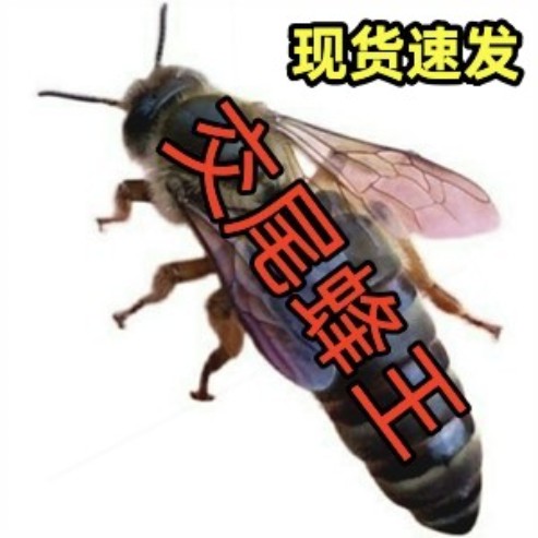 中蜂蜂王阿坝土蜂仓蜂杂交红环双色天柱广东本地精选蜜蜂种王活体
