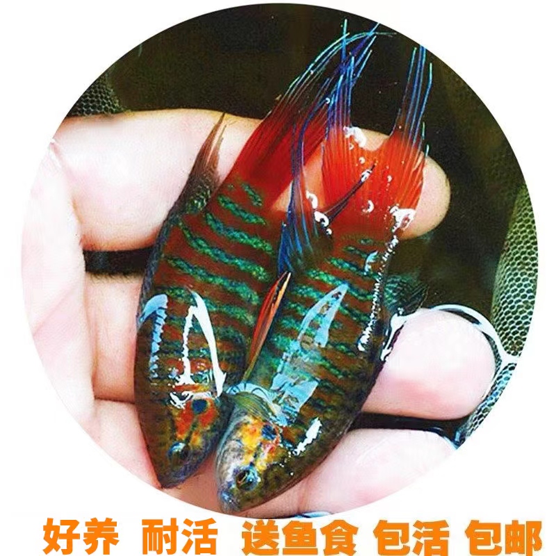 中国斗鱼活体活鱼好养耐养不打氧冷水淡水小型原生观赏鱼菩萨普叉