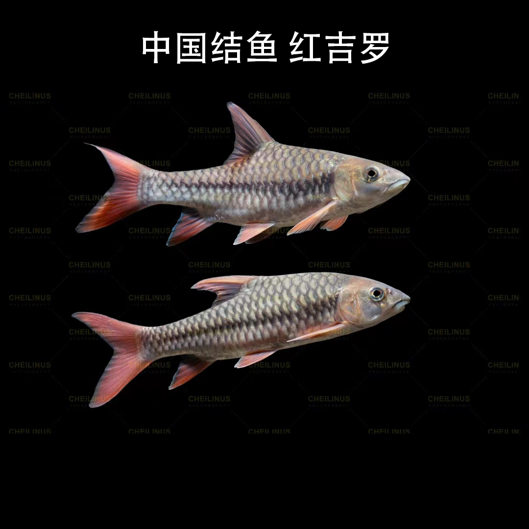 红吉罗 吉罗鱼活体中国结鱼原生冷水观赏鱼溪流大型鱼蓝吉罗 滇龙