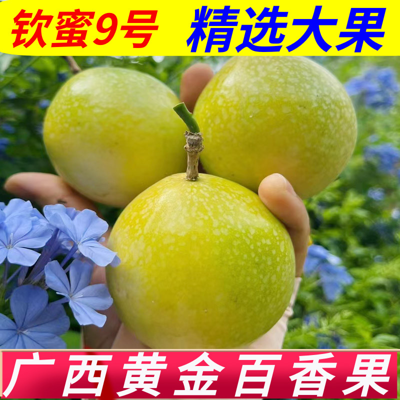 广西钦蜜9号黄金百香果纯甜应季新鲜特产水果5斤整箱大果10斤桂林
