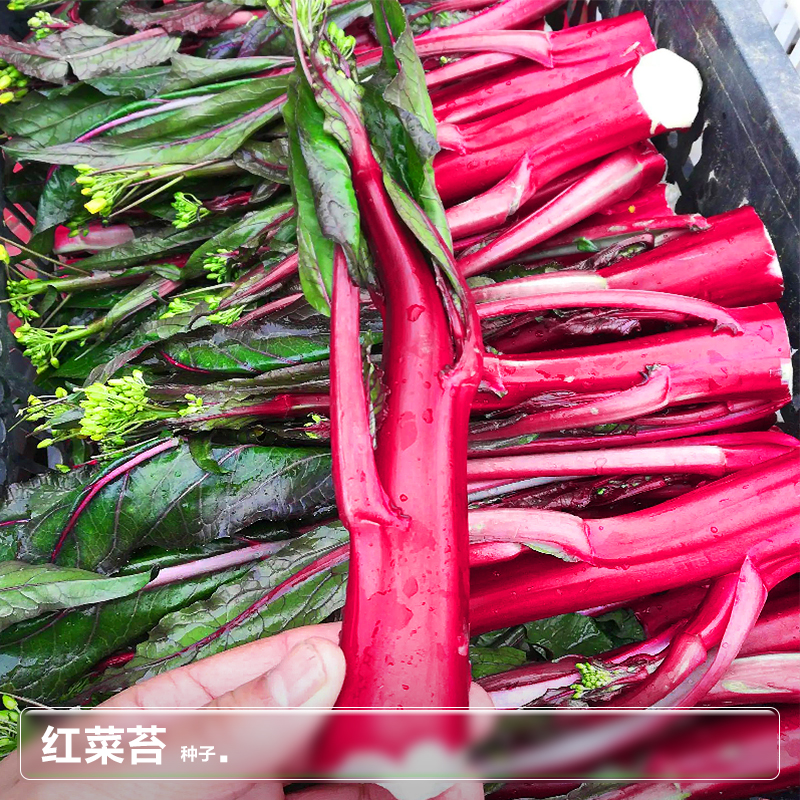 红油菜苔广东青菜心种子莱籽南方春季阳台种植四季蔬菜种籽孑大全