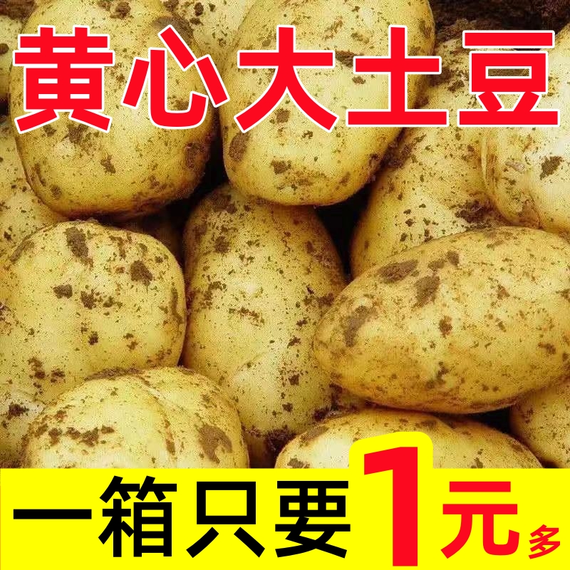 【一降到底】新土豆10斤/ 5斤装马铃薯黄心土豆精品土豆批发包邮