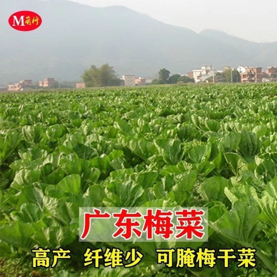 广东梅菜种子腌制梅干菜秋冬季种植高产耐湿农家蔬菜种子