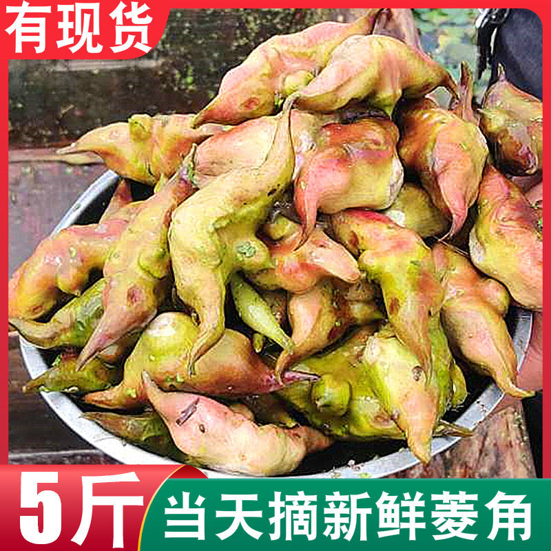 广东青菱角新鲜现摘生吃水果牛角1/5斤凌角种植蔬菜黑青籽嫩菱角