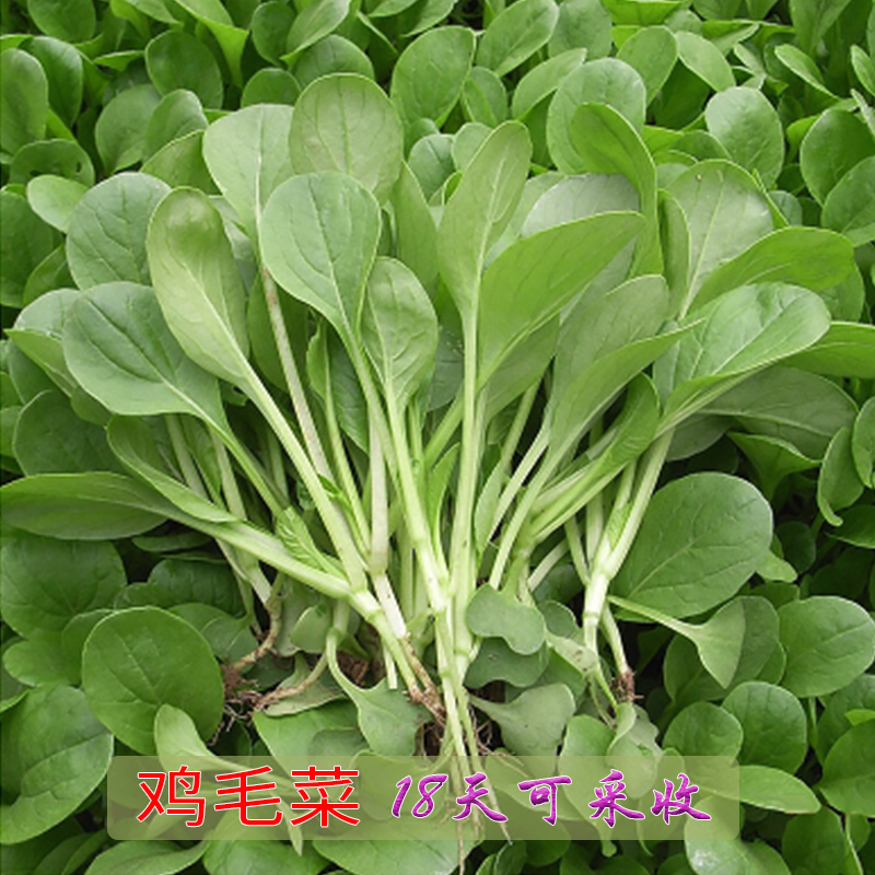 香嫩上海青鸡毛菜种子小白菜油菜四季播18天收获四季播蔬菜种孑籽