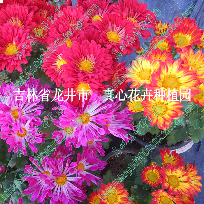 真心花卉进口菊花 多年生 北京夏菊风车菊 季节颜色变化 营养钵苗