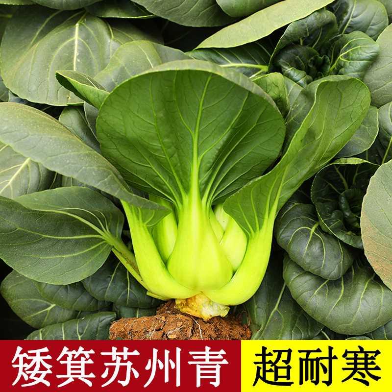 青梗菜矮脚青种子苏州种籽孑四季小青菜油菜籽种上海青蔬菜大全秋