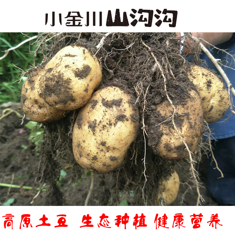 阿坝州5斤农家自种非转基因2020新鲜高原小土豆现挖老品种南胡桃