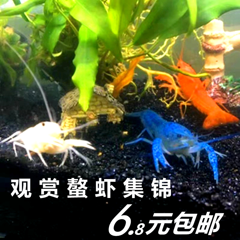 螯虾观赏虾淡水族宠物虾天空蓝魔虾火山破坏者鳌虾橘白蓝色小龙虾