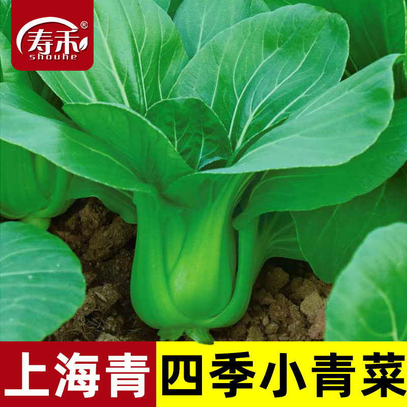 小青菜种籽上海青种子秋天种的菜种蔬菜孑菜籽油菜黑叶矮脚苏州青
