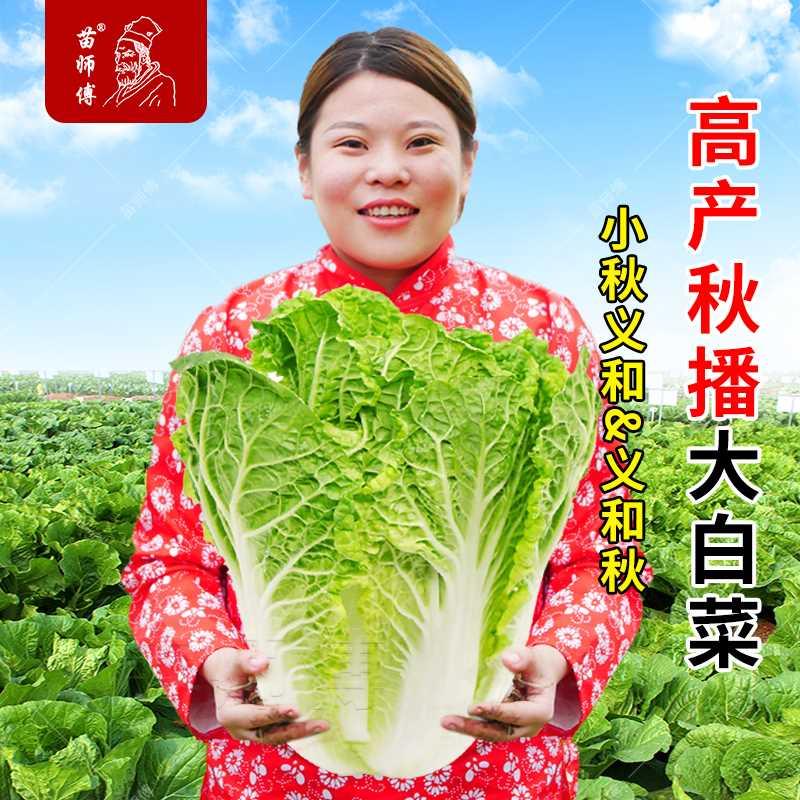 秋季和种子白菜小义秋山东胶州大白菜种籽高产蔬菜孑大全菜籽紫子