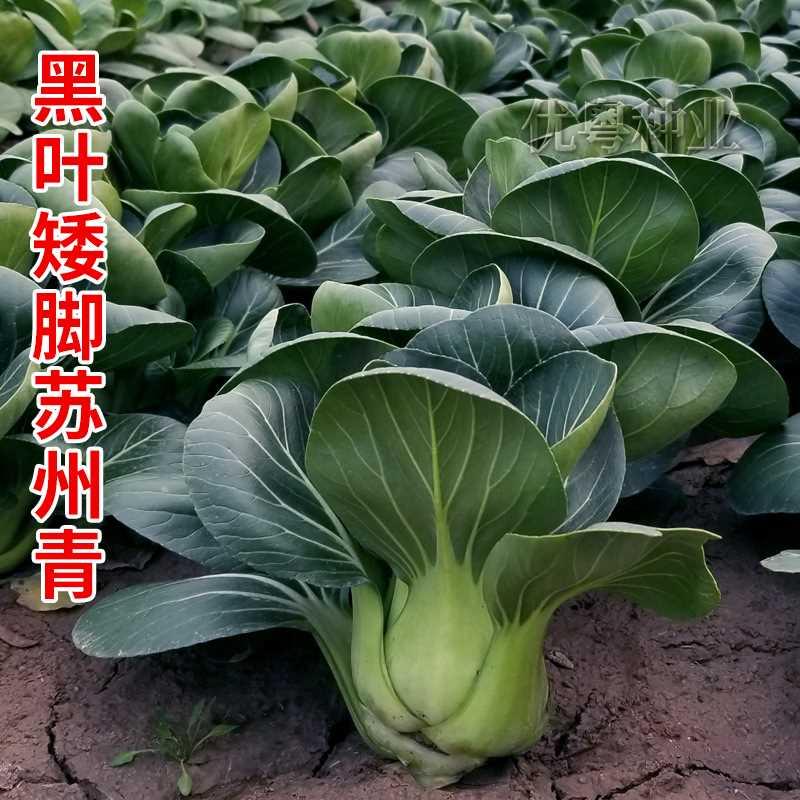 耐黑叶矮脚青种子苏州寒青梗菜上海青油菜籽种农家小青菜蔬菜种孑