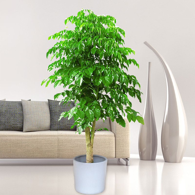 重庆本地绿宝树/净化空气/可室内吸甲醛/办公室居家/绿植盆栽植物