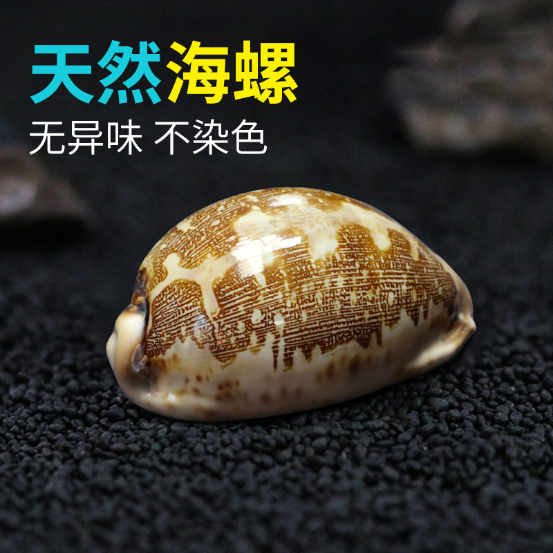 天然海螺贝壳地图宝螺精品收藏级标本螺橱窗设计装饰创意礼物贝壳