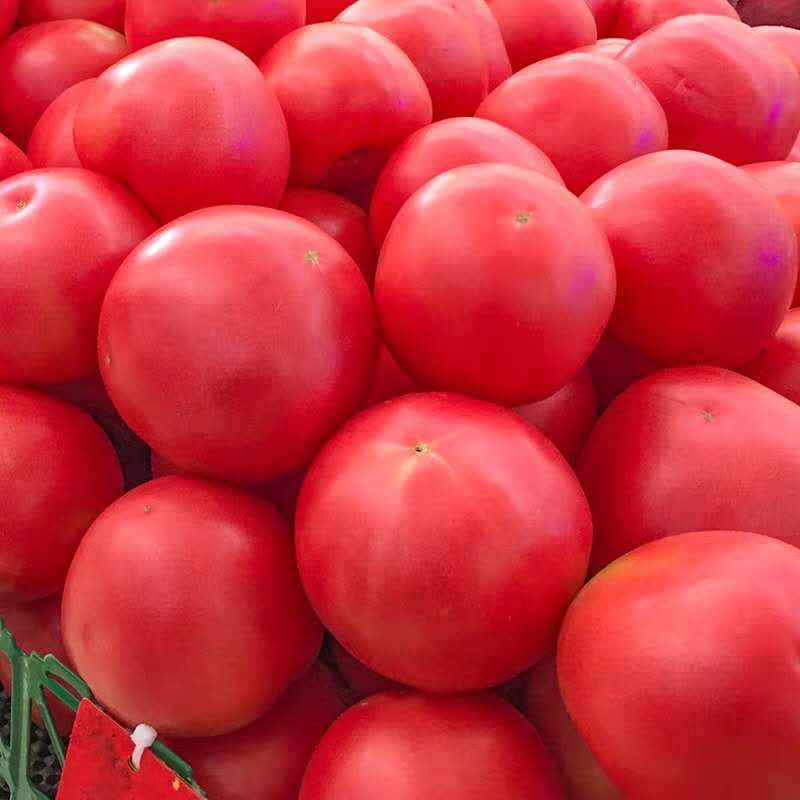 山东省新鲜蔬菜现摘沙瓤西红柿自然熟番茄农家水果生吃洋柿子包邮