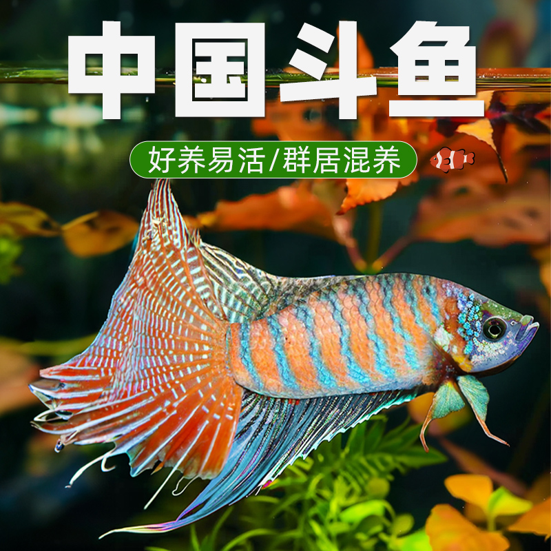 中国斗鱼活鱼巨普冷水观赏鱼耐养不打氧小型鱼黄金叉鱼苗淡水混养