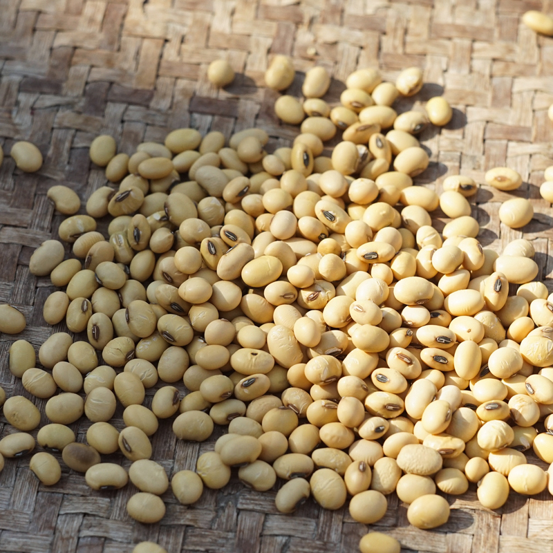安徽老品种小黄豆农家自种笨黄豆当季新货味浓可做豆浆豆芽500克