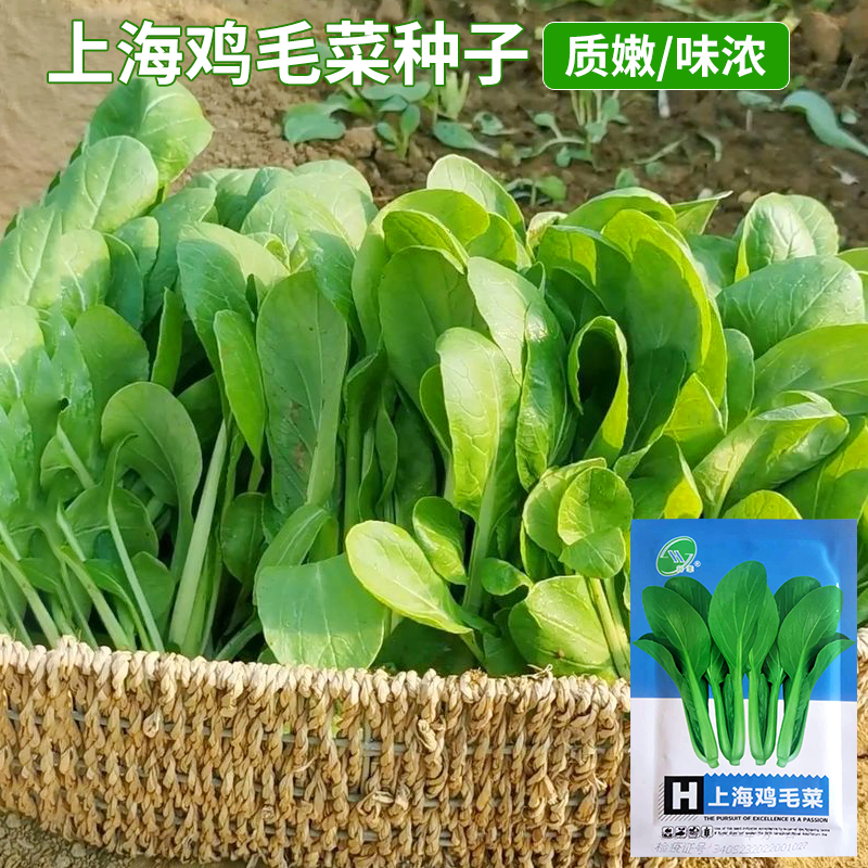 上海鸡毛菜种子上海青菜菜种籽大全蔬菜种孑阳台盆栽小白菜籽四季