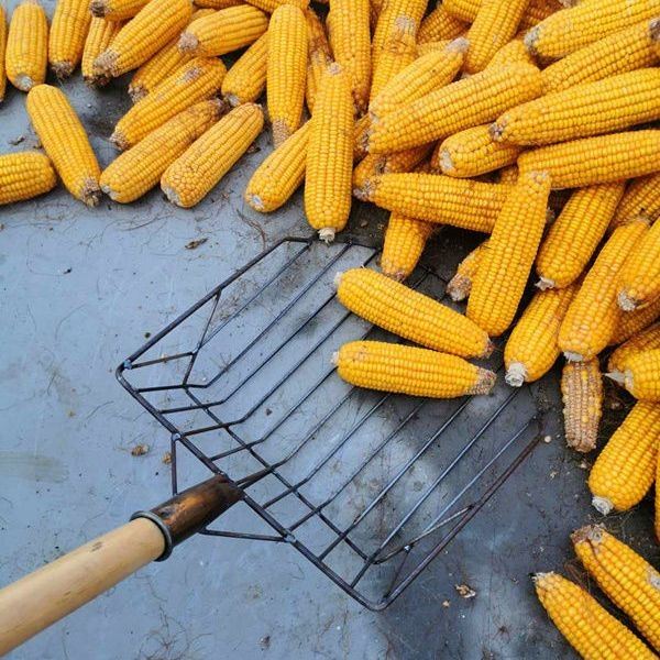 玉米铲玉米叉农用装玉米棒子神器玉米叉子东北收玉米锹晒玉米工具