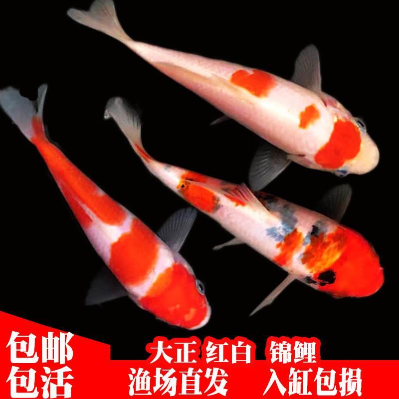 冷水观赏鱼日本锦鲤纯种德系锦鲤好养耐活大正三色红白小鱼苗金鱼