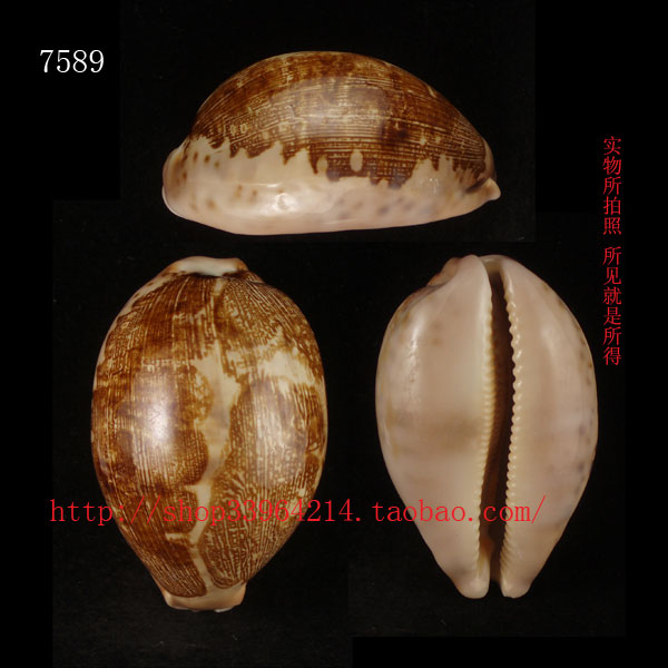 海螺贝壳（所见即所得）7CM 地图宝螺 标本收藏 7589