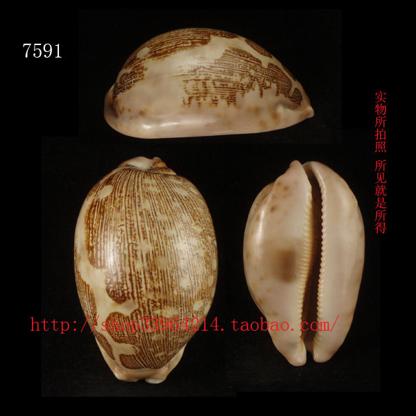 海螺贝壳（一图一物）7.3CM 地图宝螺 7591