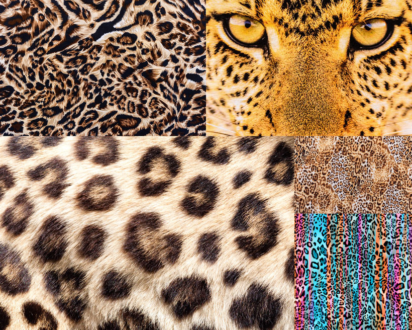 5张2动物皮毛 皮背景 豹子眼睛老虎皮拍摄 摄影 高清图片图库素材