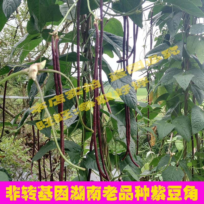 非转基因湖南老品种红豆角红豇豆紫豇豆架豆紫豇豆种子技术支持费