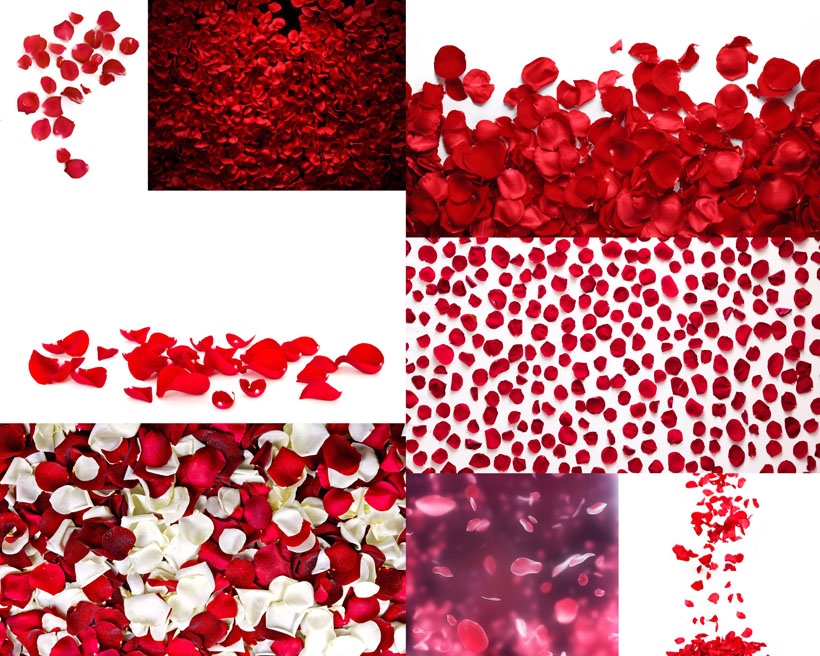 25张玫瑰花花瓣浪漫 飘落效果拍摄摄影高清图片图库素材 图片素材