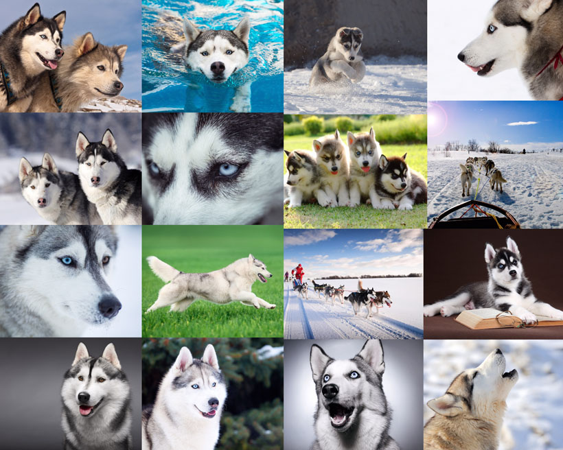 25张狼犬动物雪地犬拍摄摄影冬天雪天高清图片图库素材 图片素材