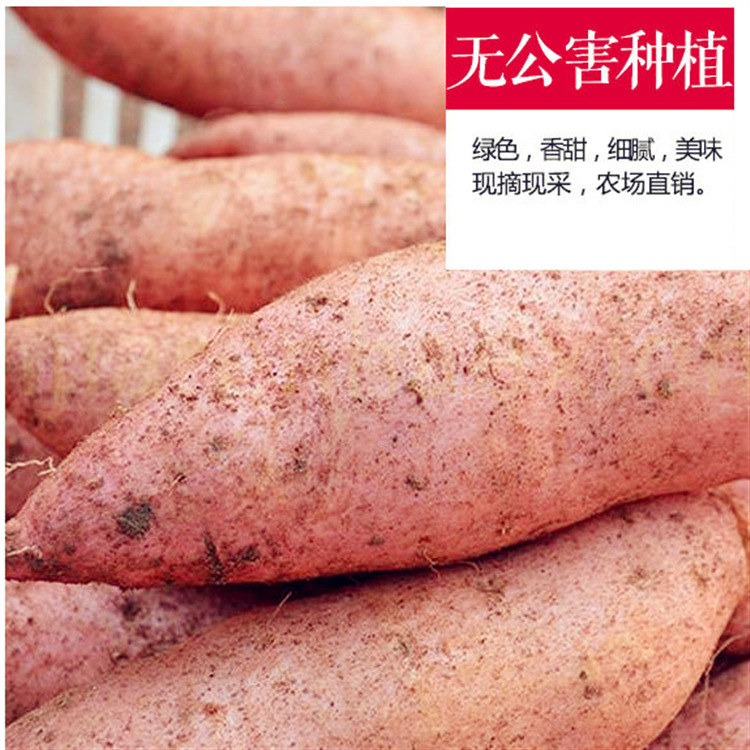 浙江农家自种特产香薯马铃薯地瓜5斤包邮红心红薯