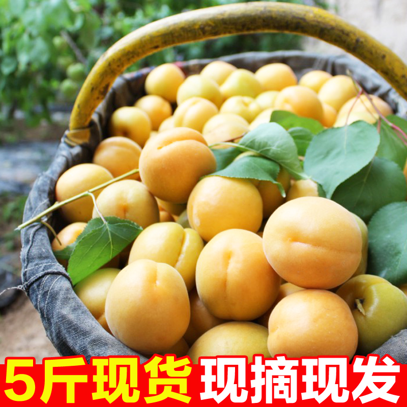 大黄杏新鲜5斤当季杏子水果2024金太阳孕妇酸甜应季现摘陕西黄杏
