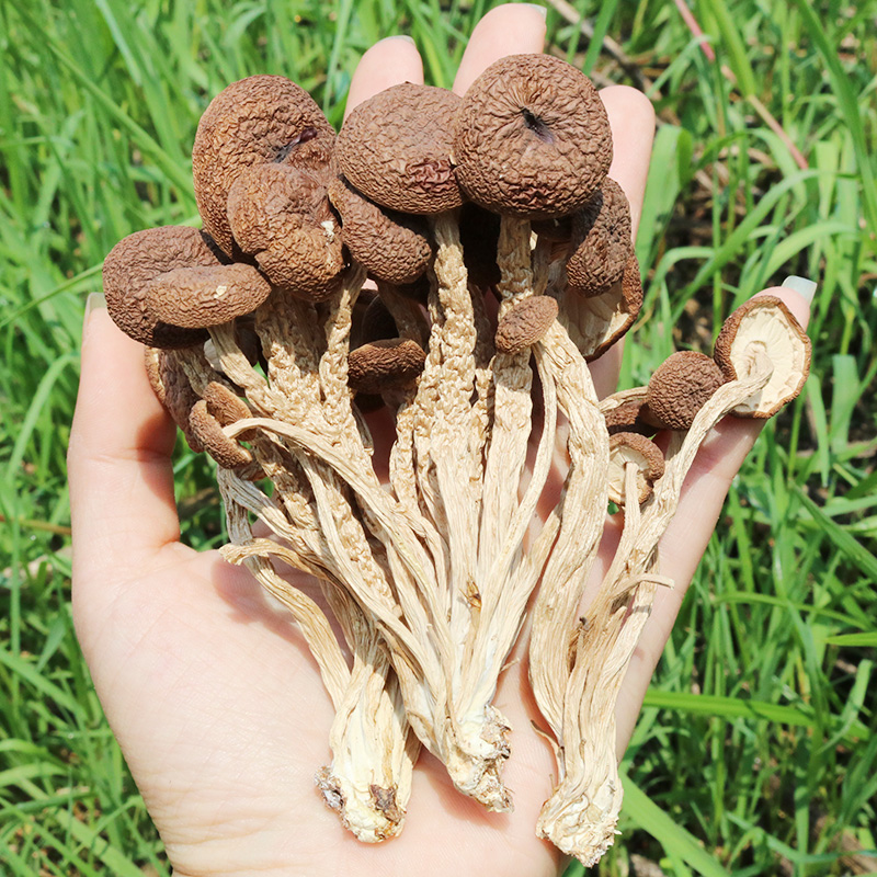 新茶树菇干货不开伞农家特级山珍干菇高山种植食用菌250g1斤包邮